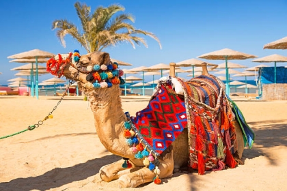 AIR TICKETS PROMOTION! Egypt, Bucharest - Hurghada - Bucharest 09.07.2025-16.07.2025 221 €