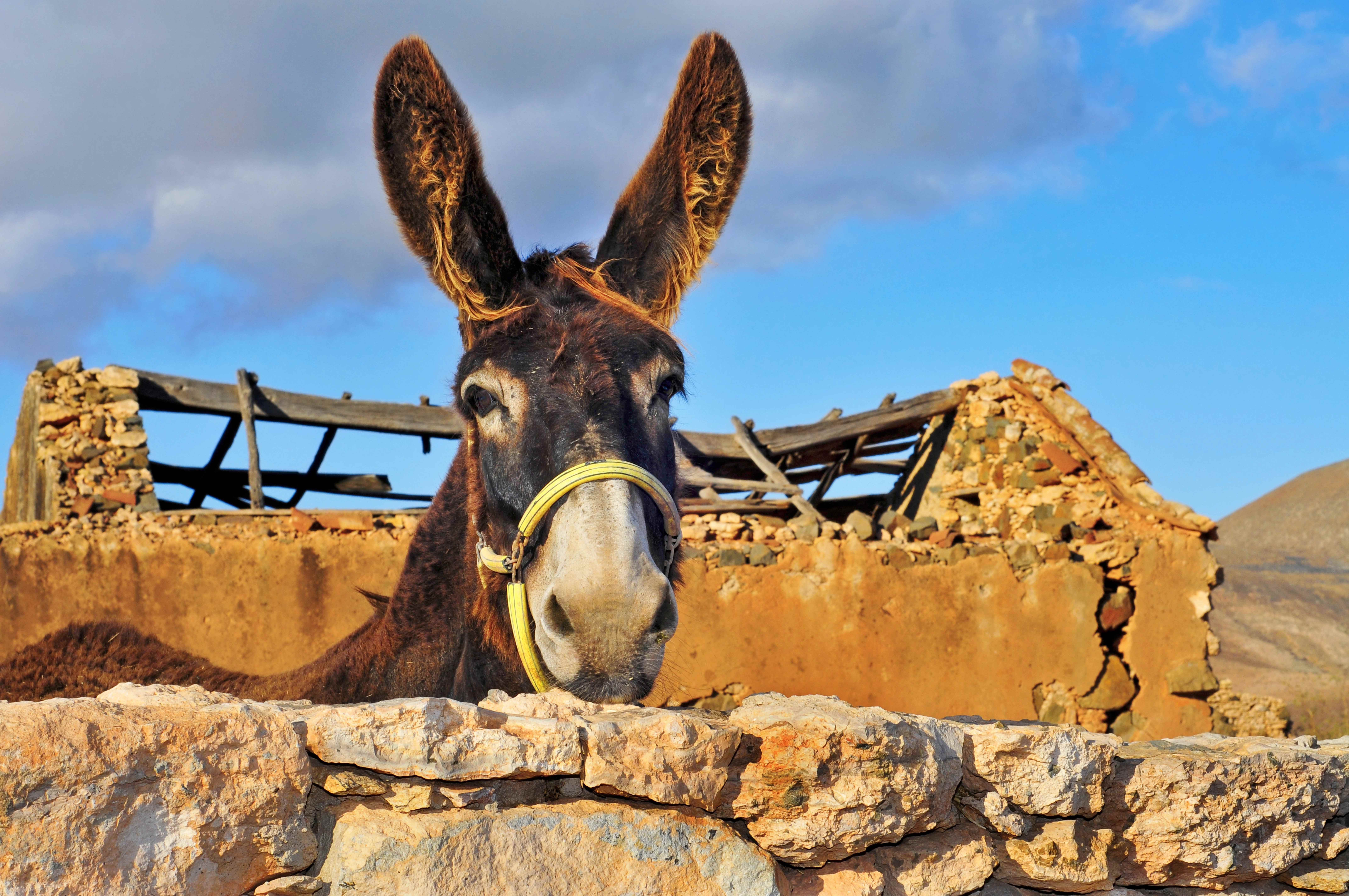 Авиабилеты на прямые чартерные рейсы из городов Польши на о. Фуэртевентура (Испания), сезон лето 2026