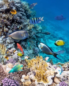 AIR TICKETS PROMOTION! Egypt, Bucharest - Sharm El Sheikh - Bucharest 21.06.2025-28.06.2025 253 €