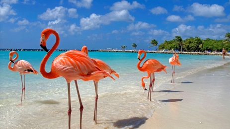 BILETE DE AVION! OFERTE! Dominican Republic, Katowice - Puerto Plata - Katowice 29.11.2024-06.12.2024 824 €