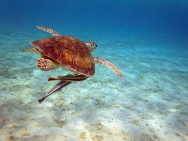 AIR TICKETS PROMOTION! Egypt, Marsa Alam - Warsaw 13.05.2025 90 €